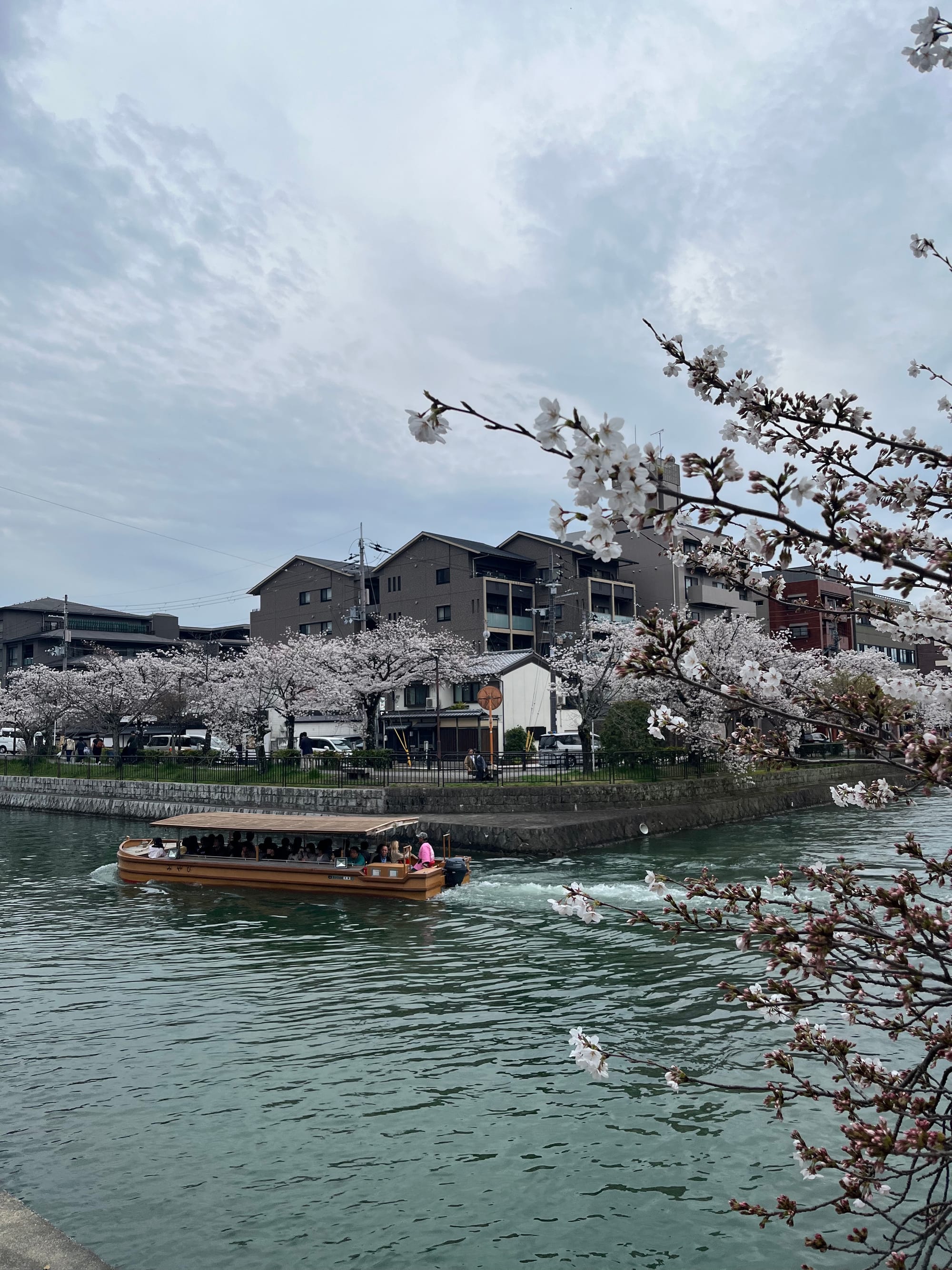 Sacred Sakura Season