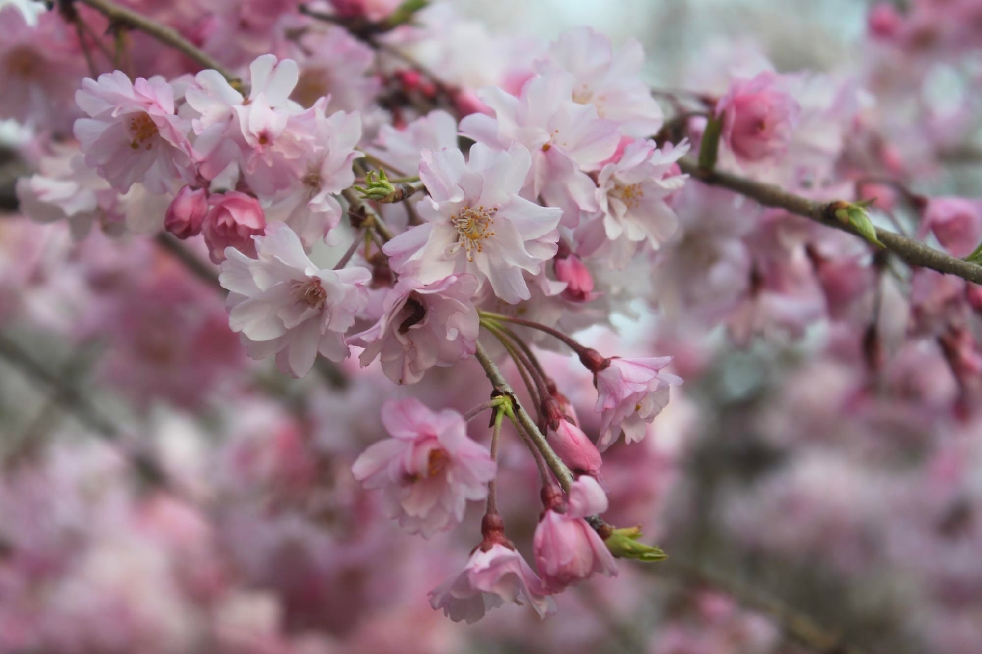 Sacred Sakura Season