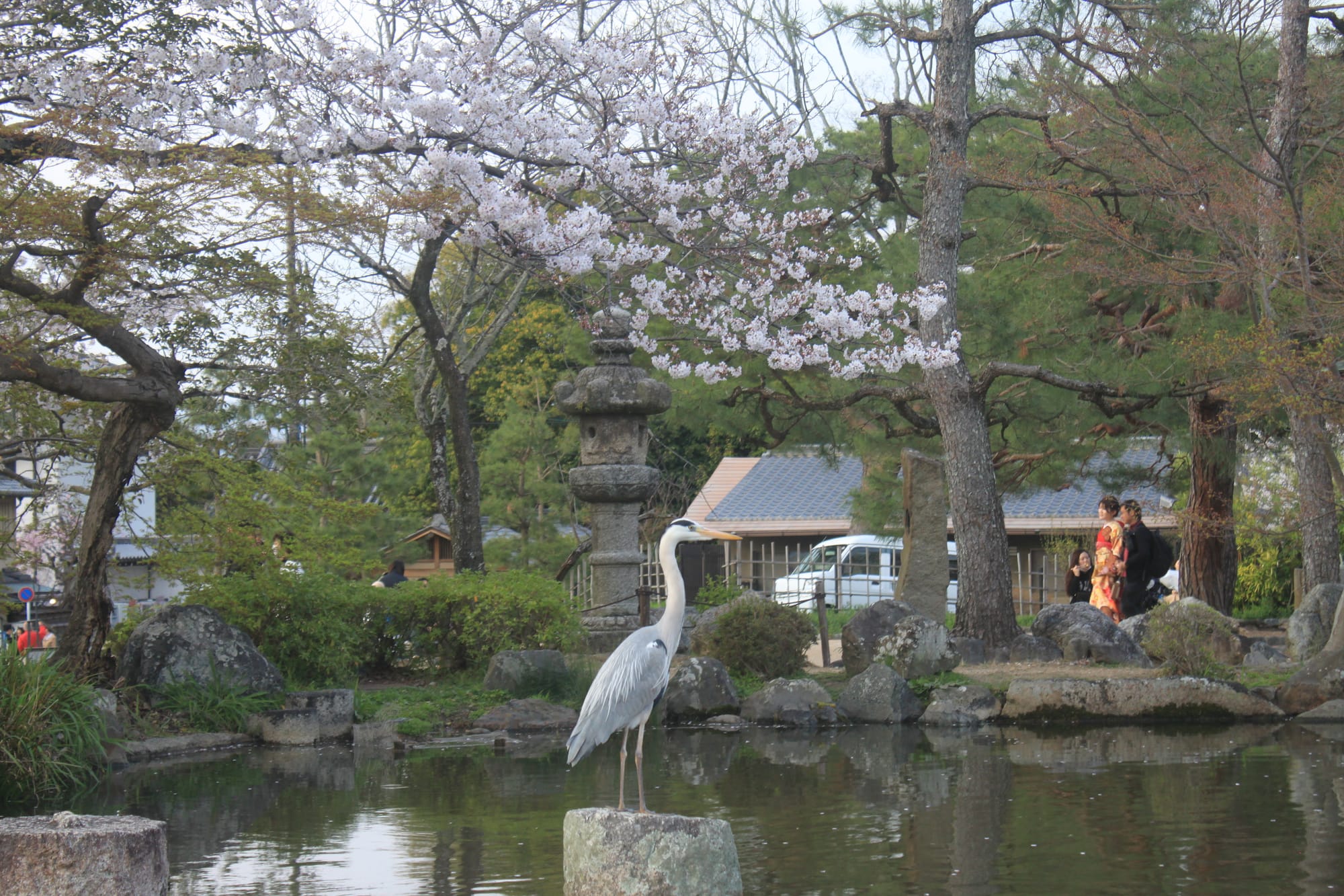 Sacred Sakura Season