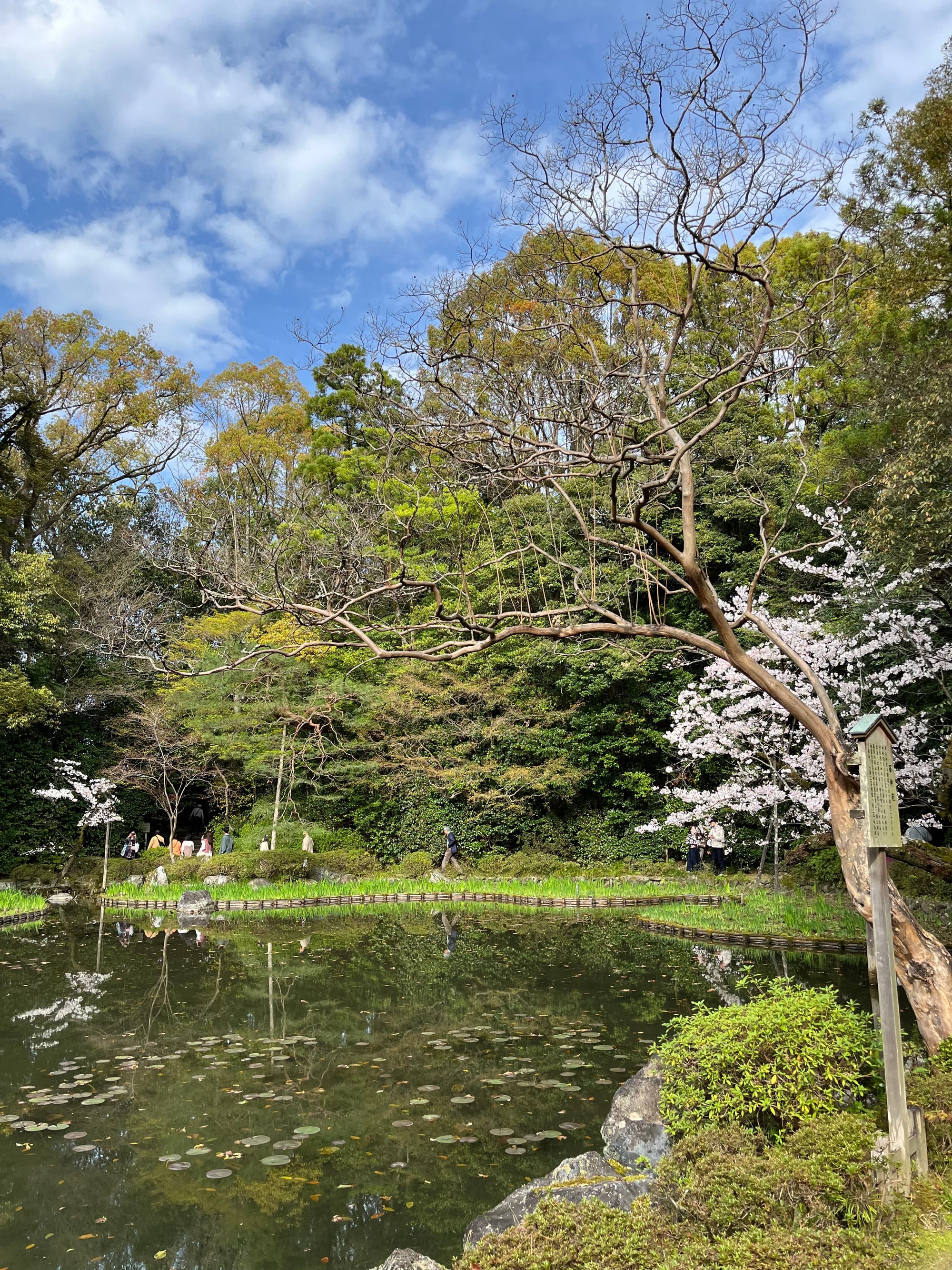 Sacred Sakura Season