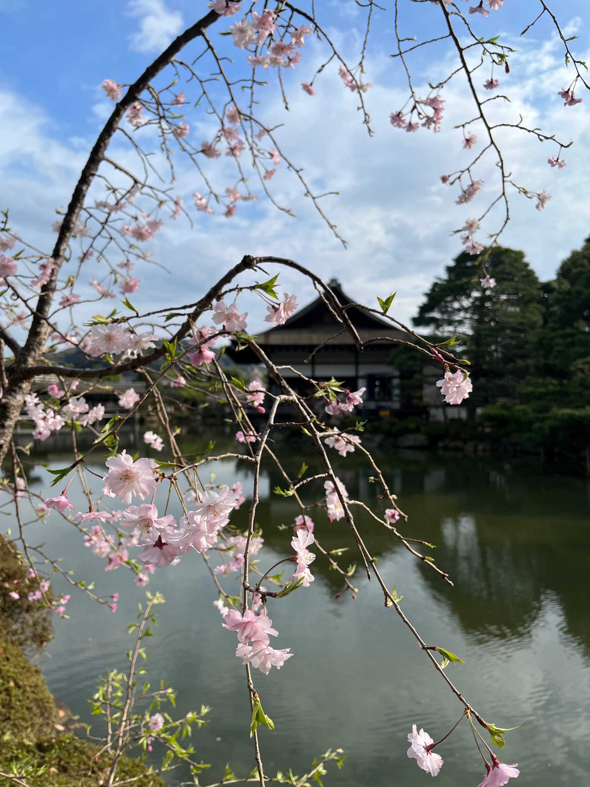 Sacred Sakura Season